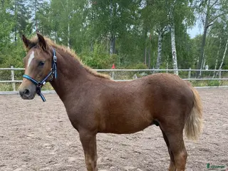 hästar Ljuvlig New Foresthingst! - Annons 3
