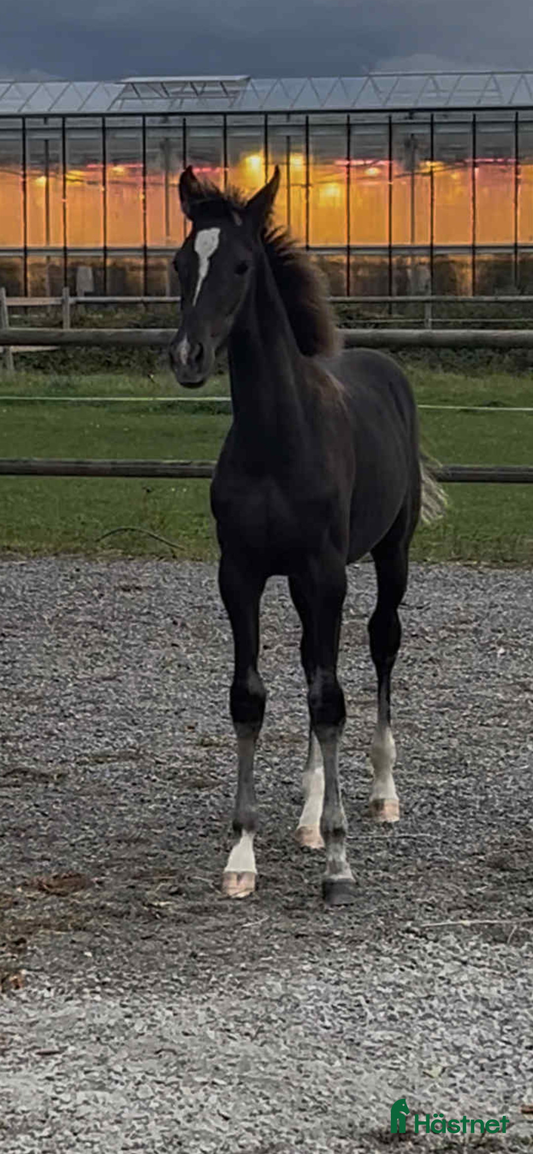 Hoppning hästar till salu: Superläckert sto för framtiden  i Nyhamnsläge - Annons 1