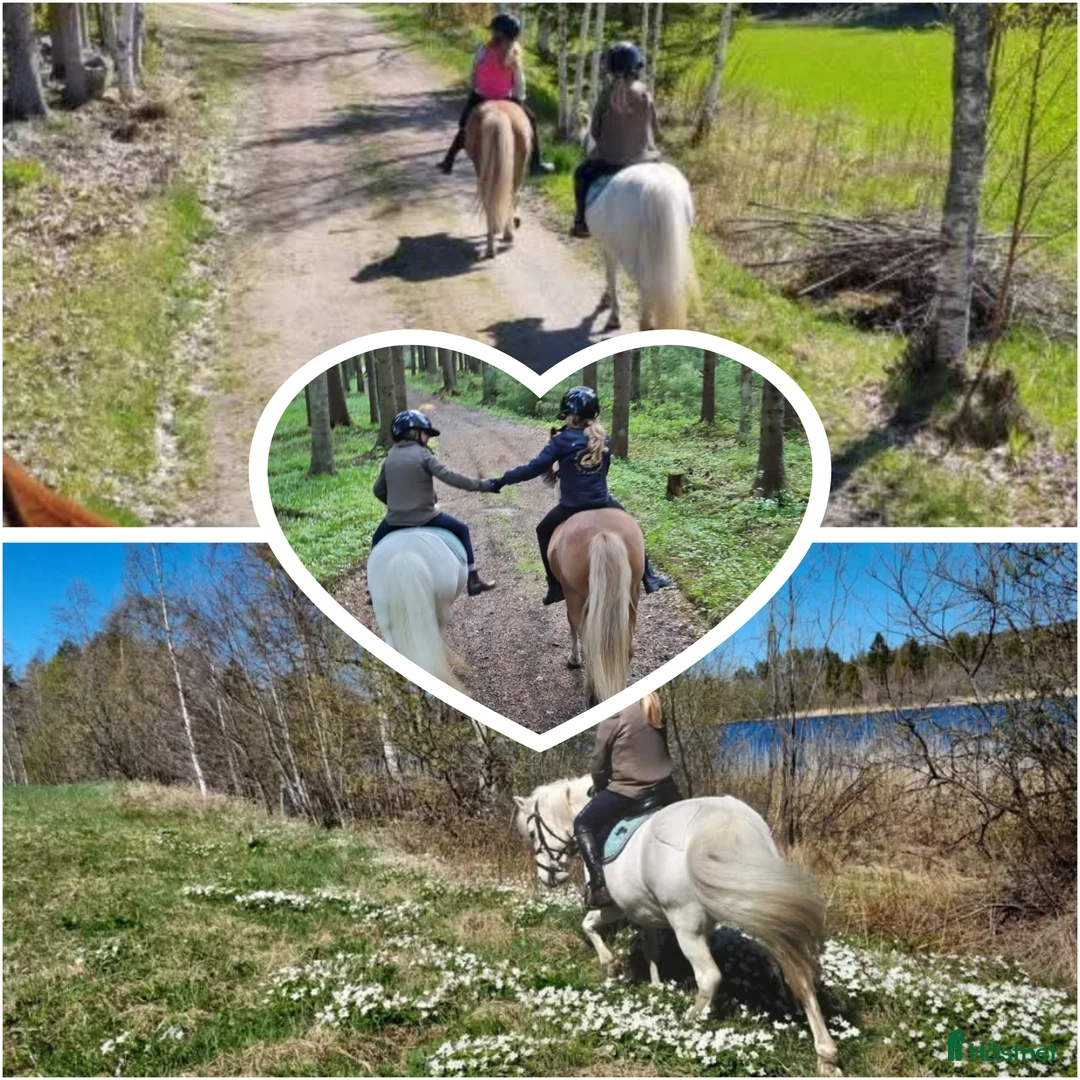 Allround hästar till salu: Fantastisk barnponny / läromästare  - Annons 2