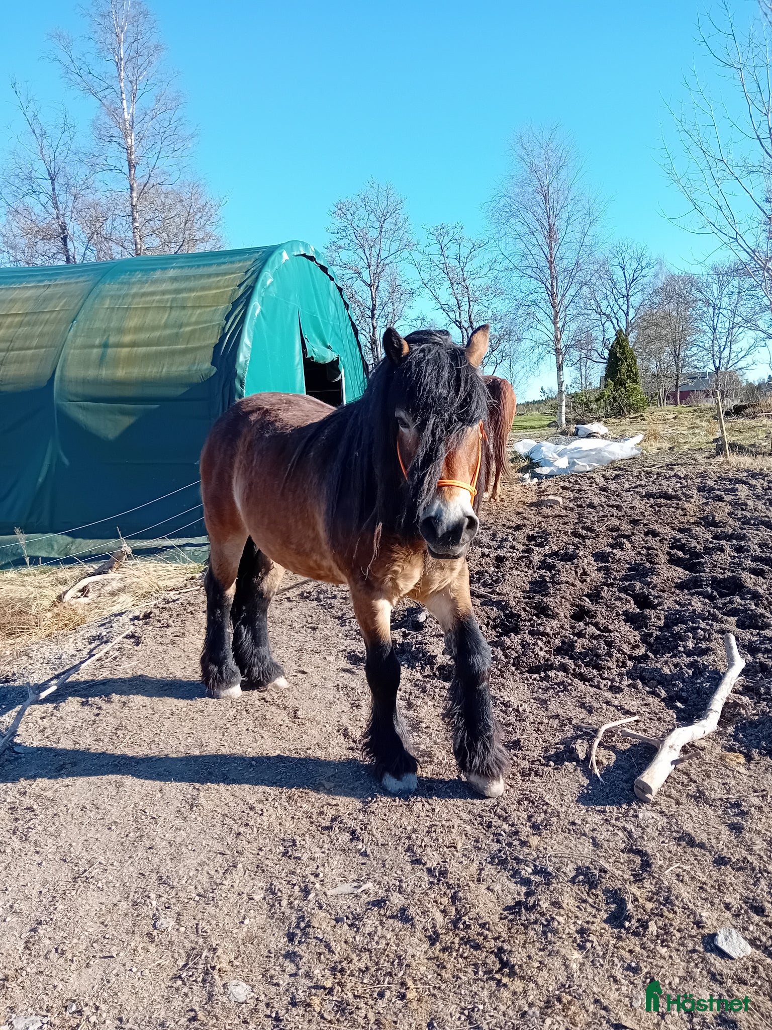  hästar Vackraste Banjo - Annons 14