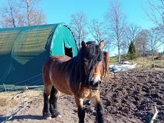 hästar Vackraste Banjo - Annons 14