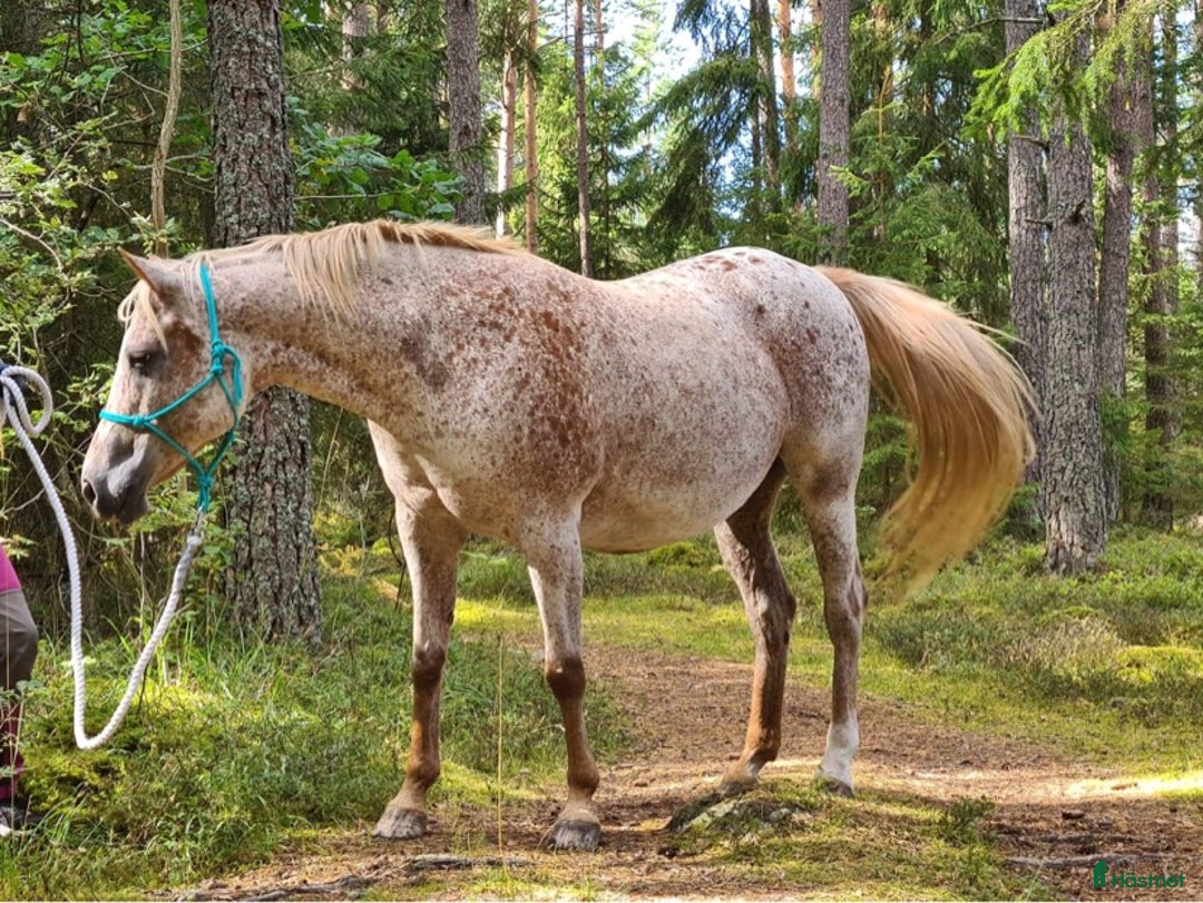  hästservice finnes: Lymfmassage i Finspång - Annons 1