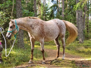 hästservice Lymfmassage i Finspång - Annons 19