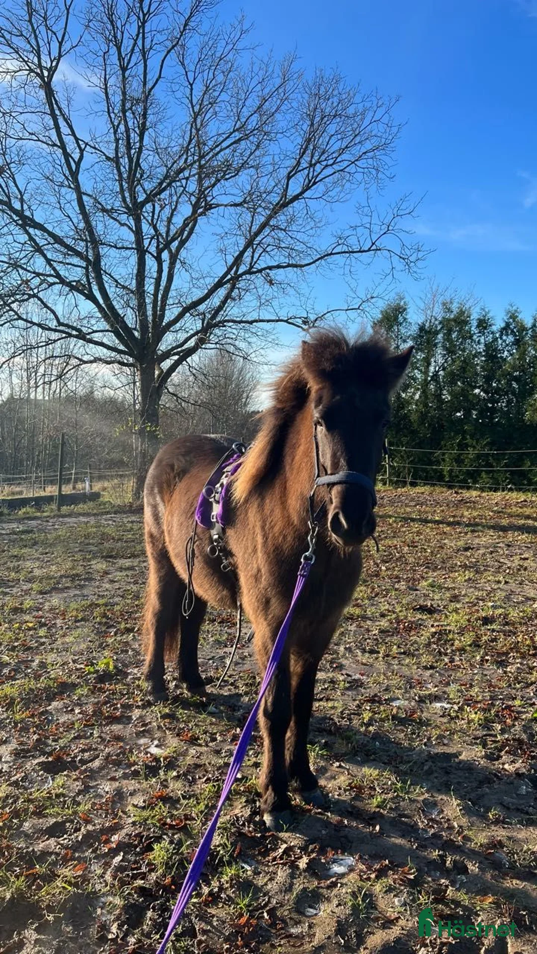 Allround hästar till salu: Trevligt ungsto i Ystad - Annons 5