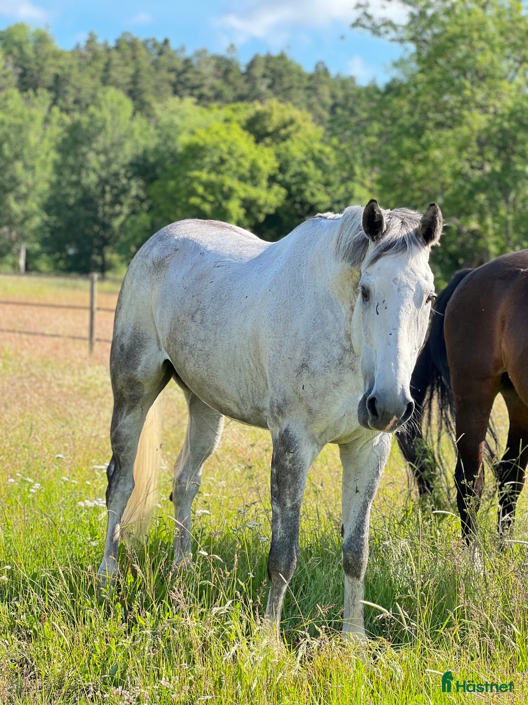  medryttarhäst finnes: Betalande medryttare sökes i Hägersten - Annons 2