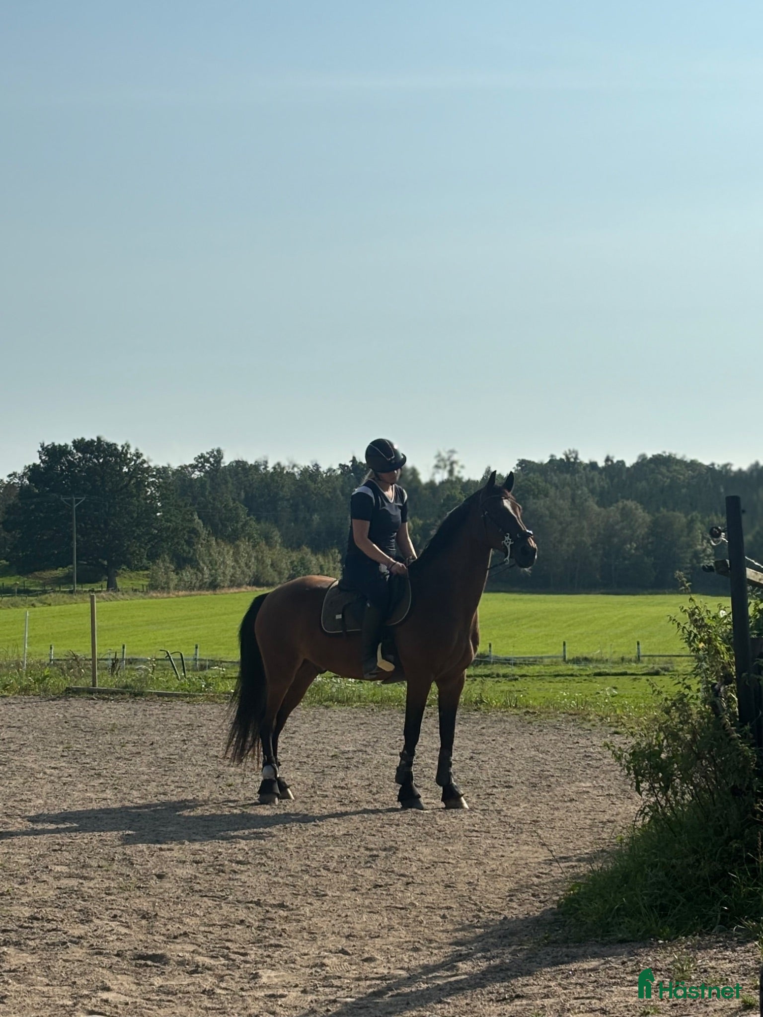  hästar Personlig kille med kapacitet - Annons 2