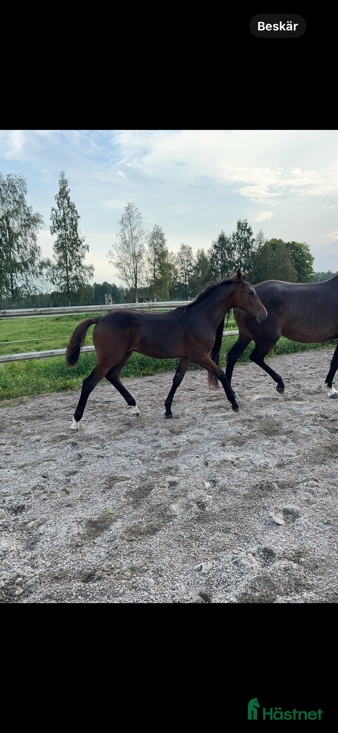 Hoppning hästar till salu: Don't Touch Tiji Hero! i Östra Ämtervik - Annons 5