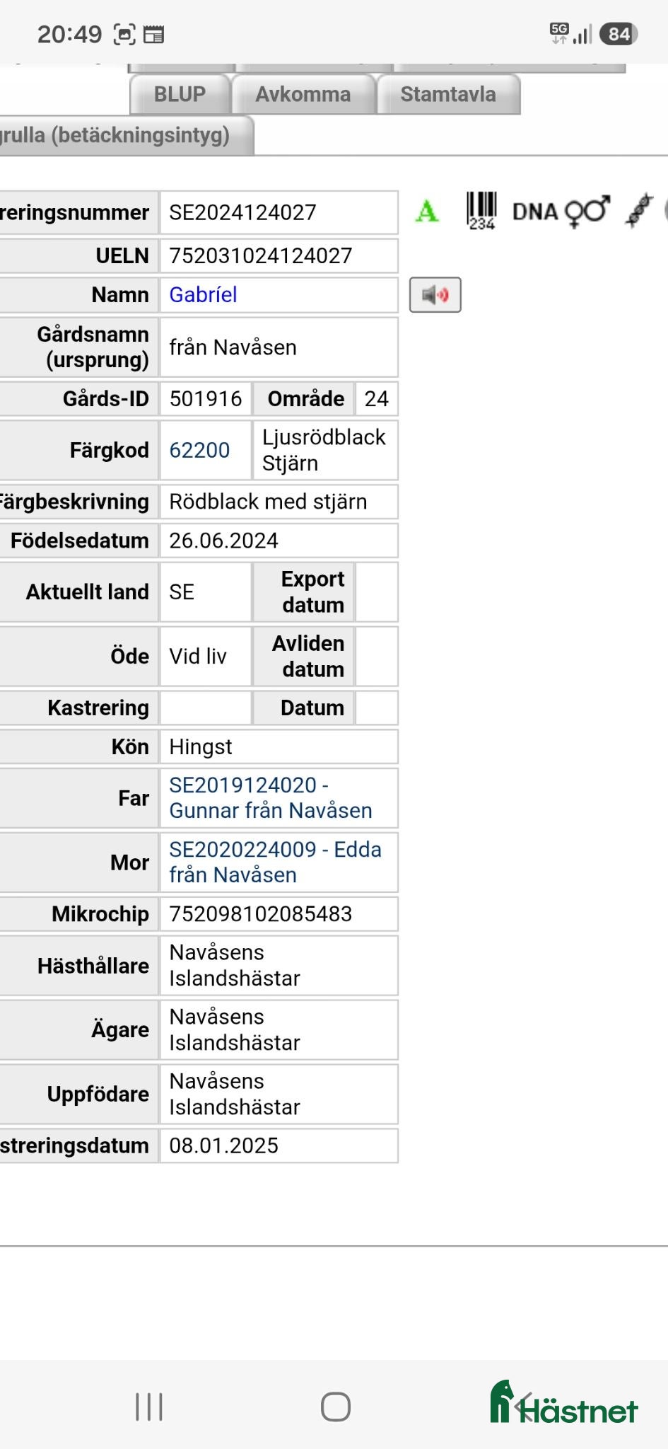  hästar Islandshästar till salu - Annons 2