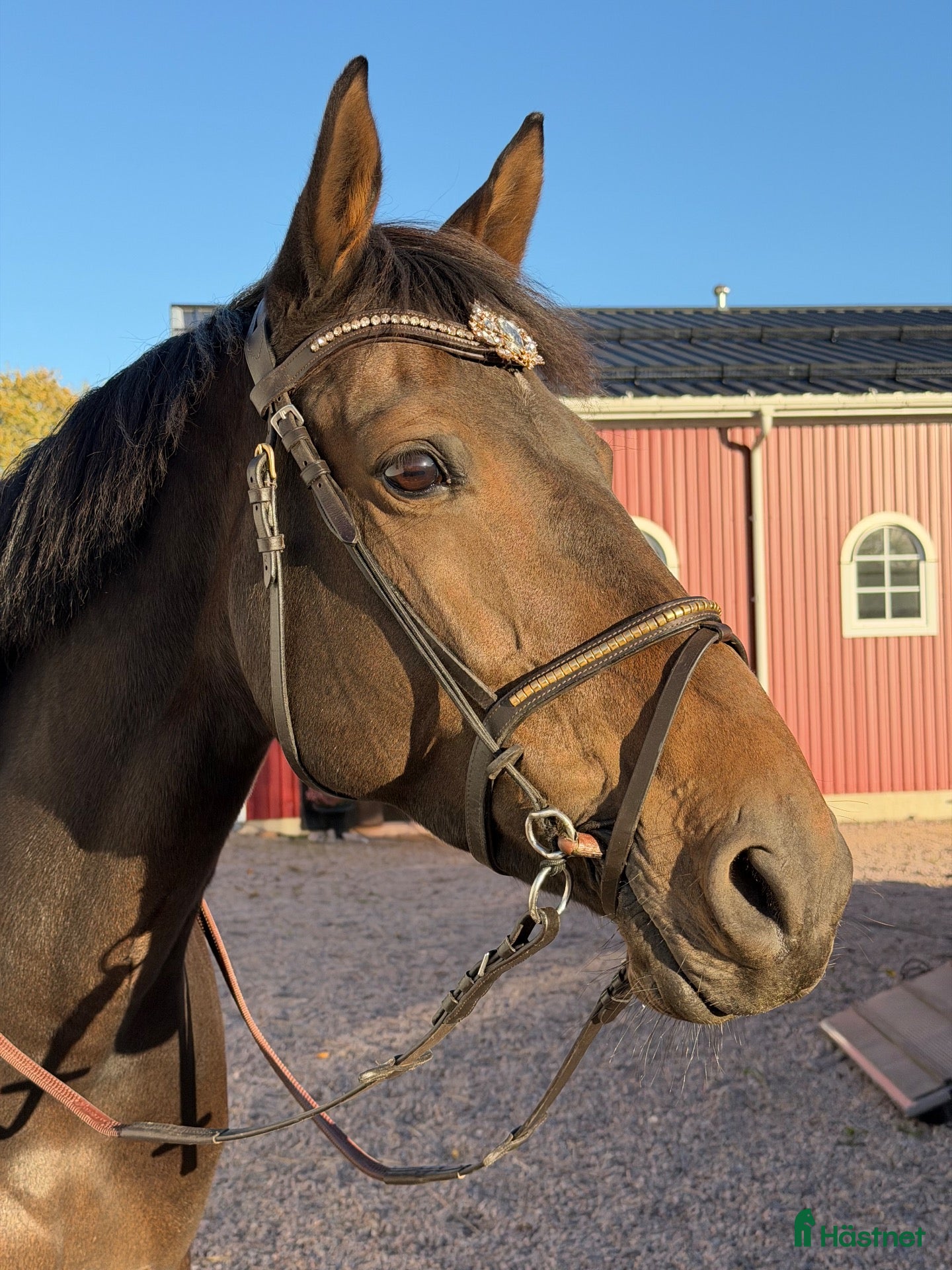 Hoppning hästar till salu: Liten hopphäst med det största hjärtat - Annons 1