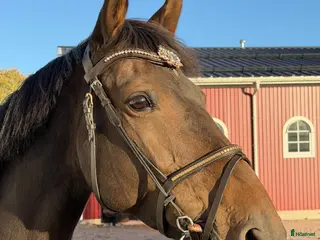 hästar Liten hopphäst med det största hjärtat - Annons 8