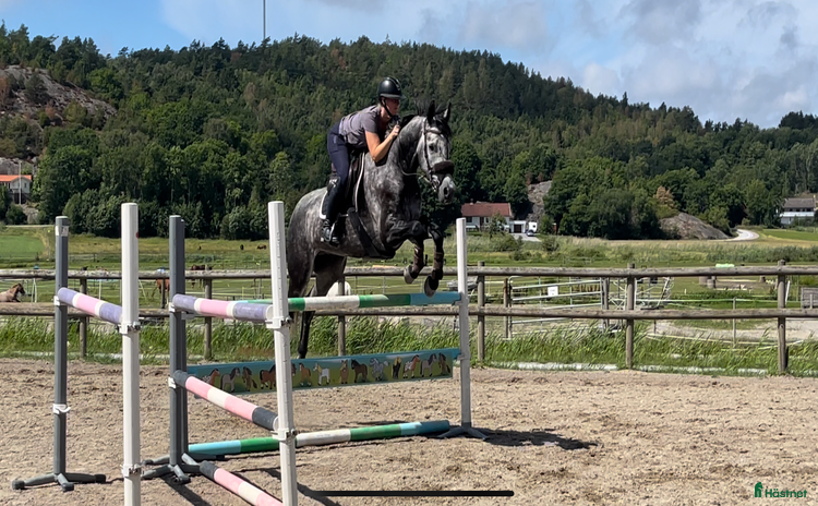  hästar i Klövedal - Annons 3