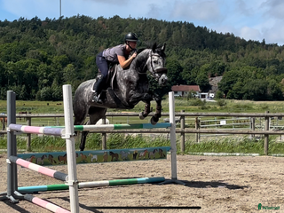 hästar En riktig sagohäst i Klövedal - Annons 3