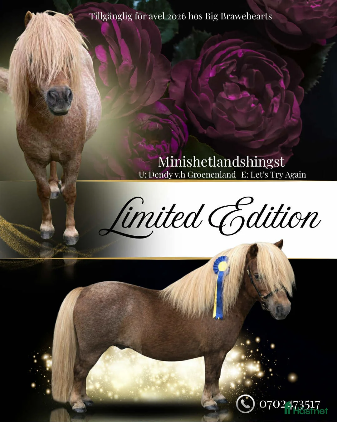 Allround hästar till salu: Gotlandsruss & Shetland - Annons 3