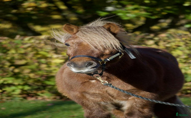  hästar i Sundsvall - Annons 13