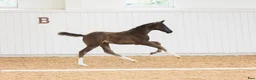 Dressyr hästar till salu: Lovande dressyrföl med toppstam!🌟Secret-Everdale - Annons 3