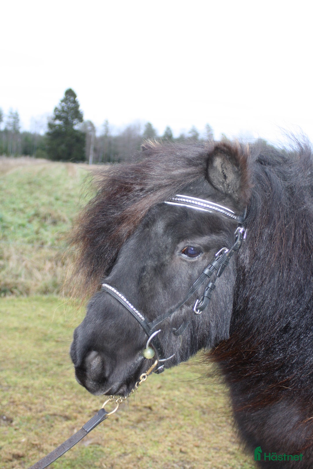 Allround hästar till salu: Okomplicerad shetlandsvalack  i Älgarås - Annons 3