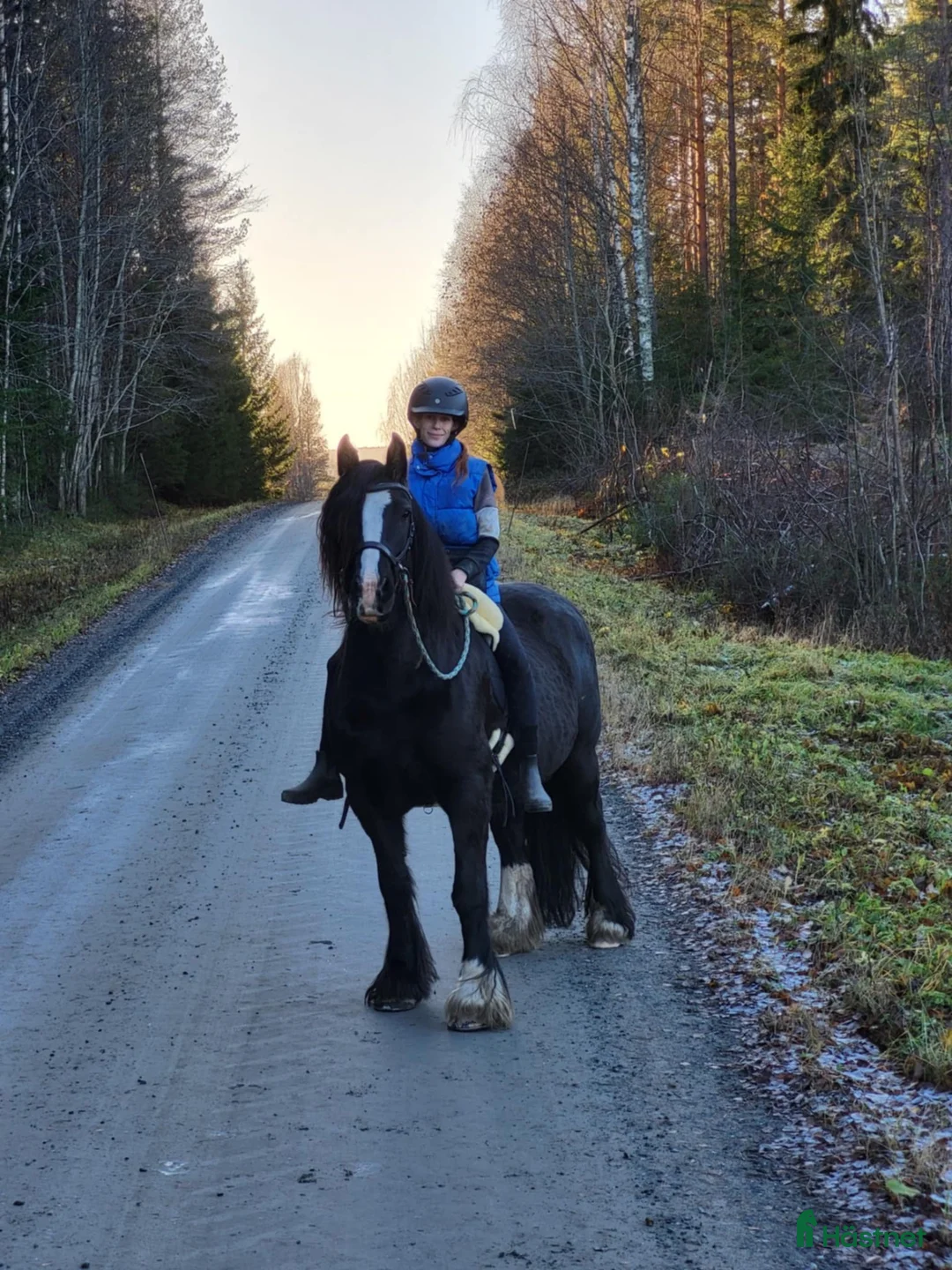 Allround hästar till salu: 11 årigt sto  - Annons 8