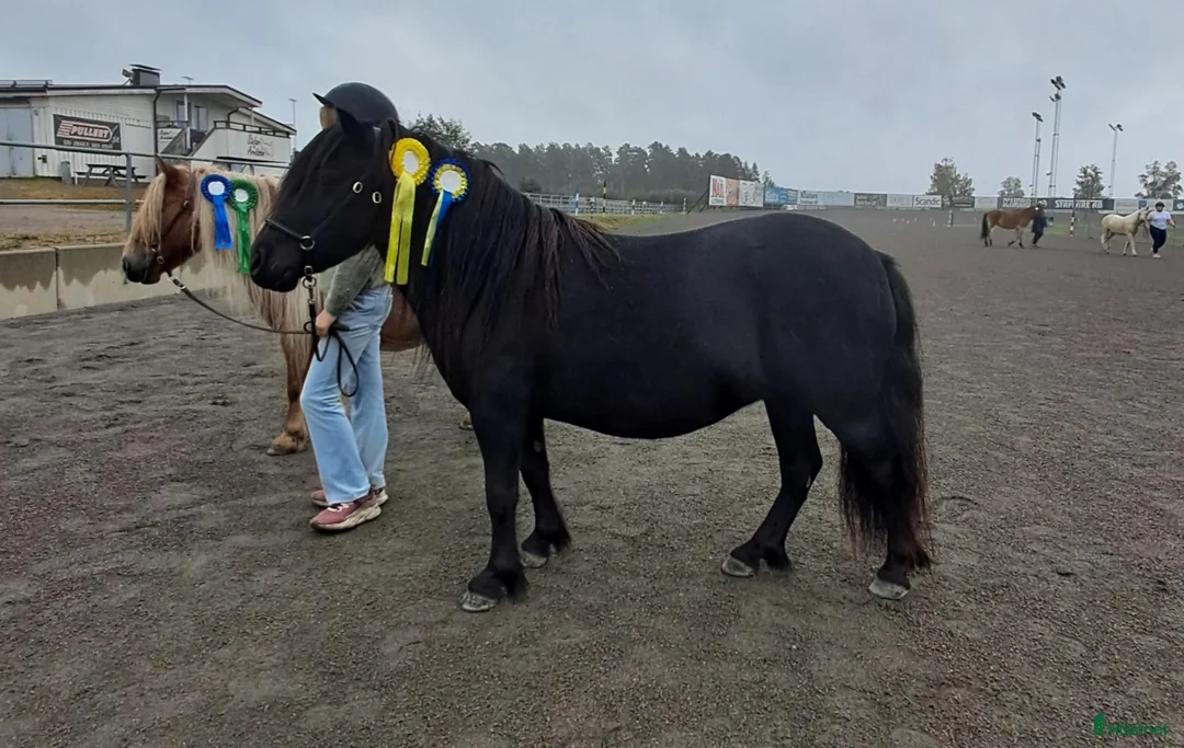Utställning hästar till salu: 3 årigt sto  - Annons 2
