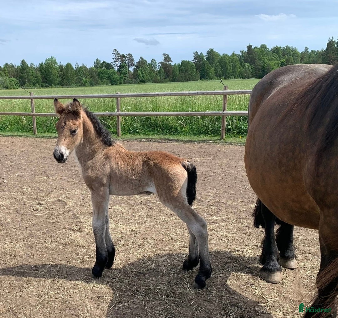 Allround hästar till salu: Cavat, en charmig och social 1 åring! i Klintehamn - Bild 3
