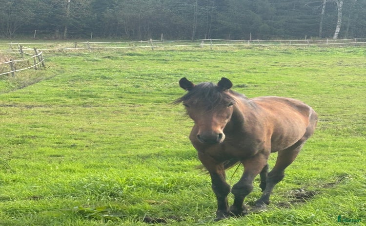  hästar i Sunne - Annons 10