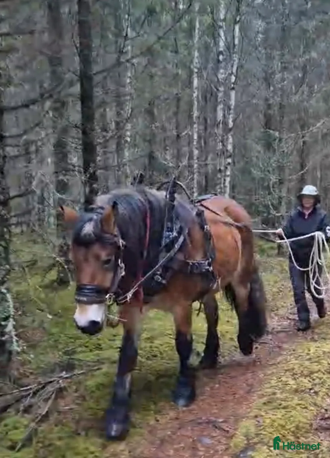 Allround hästar till salu: Tynne letar nytt hem.  i Lysvik - Annons 2
