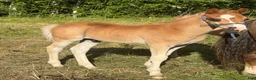 Allround hästar till salu: Welsh partbred föl  - Annons 2