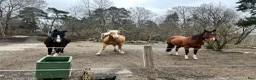  stallplats finnes: Läderbacka Sundbyberg - Liten häst/Ponny - Annons 2