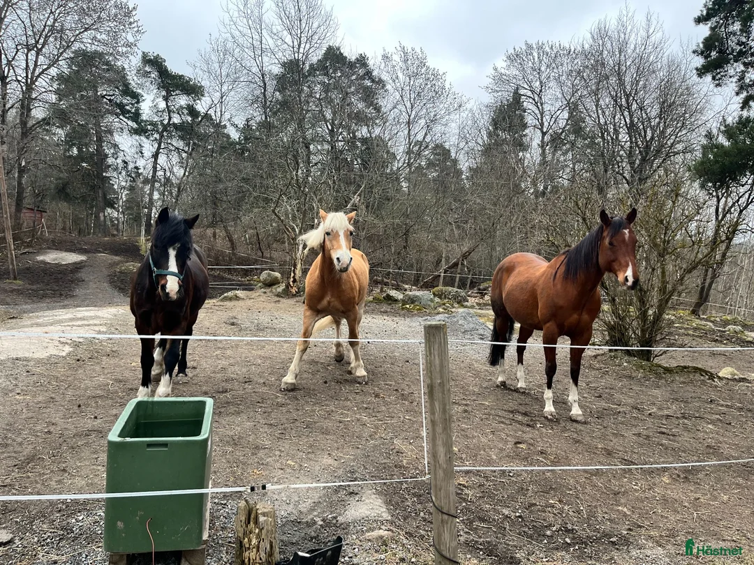 stallplats finnes: Läderbacka Sundbyberg - Liten häst/Ponny - Annons 2