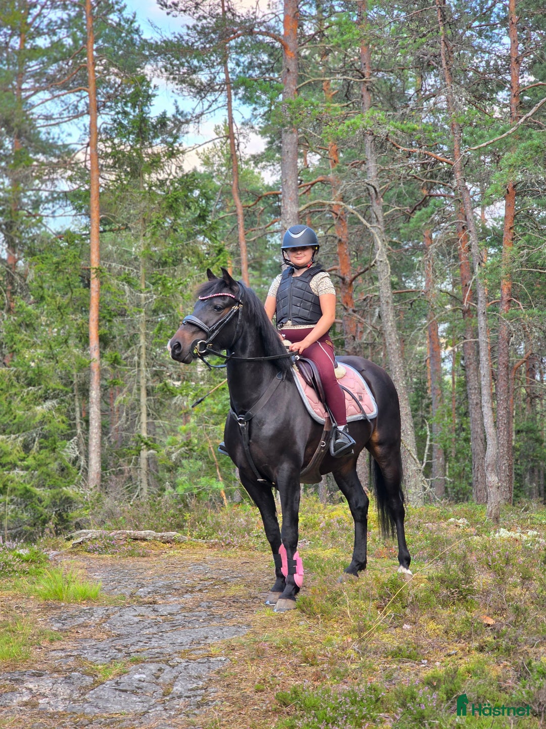 Hoppning hästar till salu: Berry - din nästa stjärna ☆ i Kungsör - Annons 2