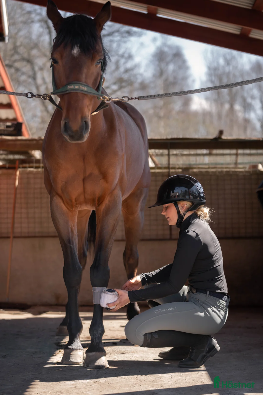 Allround hästar till salu: Mi Adele  - Annons 3