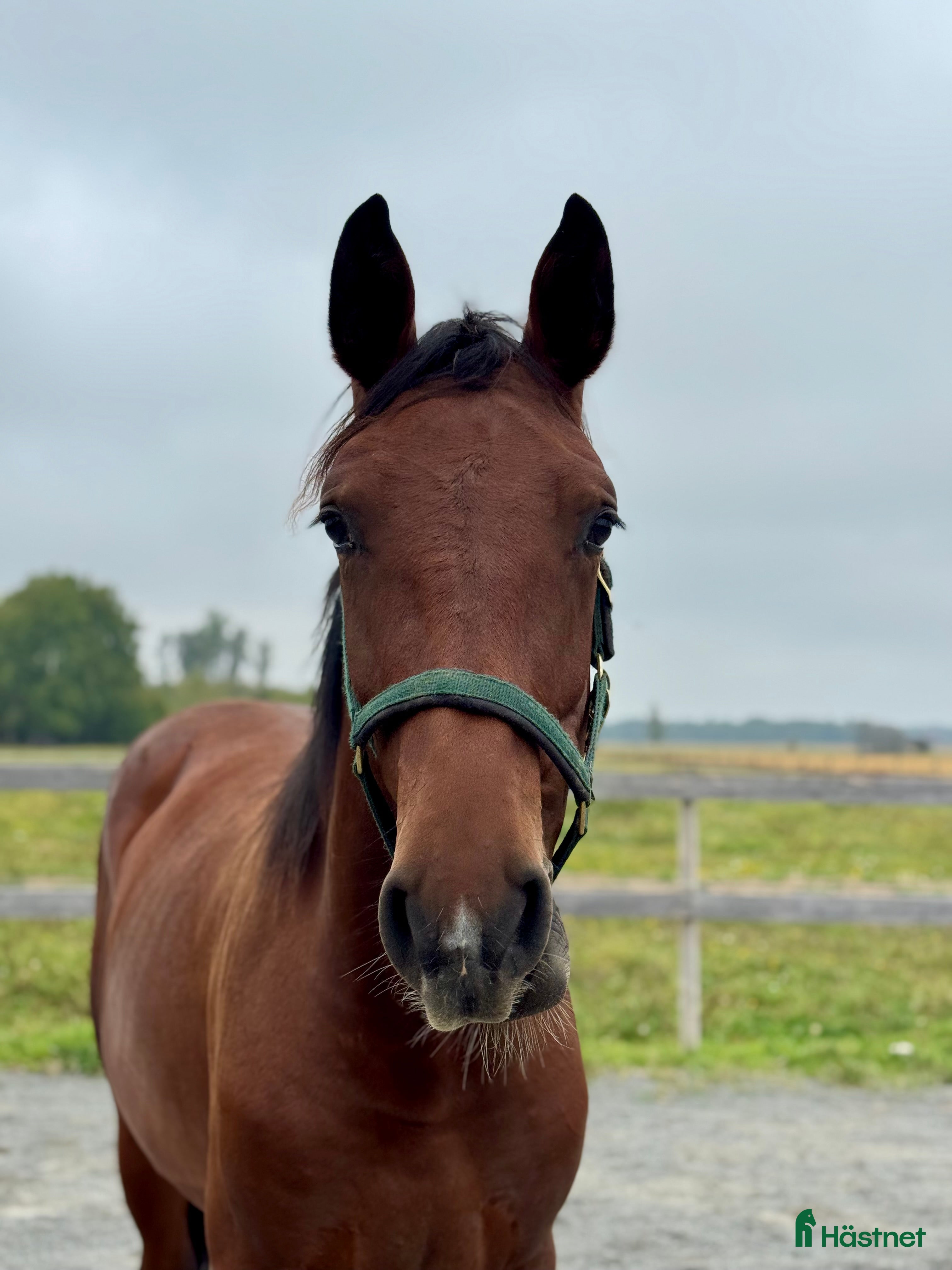  hästar Hoppstammad 1-åring e. Quibery -Ludwigs Champion  i Ransta - Annons 22