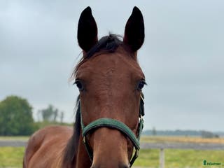 hästar Hoppstammad 2-åring e. Quibery -Ludwigs Champion - Annons 10