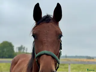hästar Hoppstammad 2-åring e. Quibery -Ludwigs Champion - Annons 17