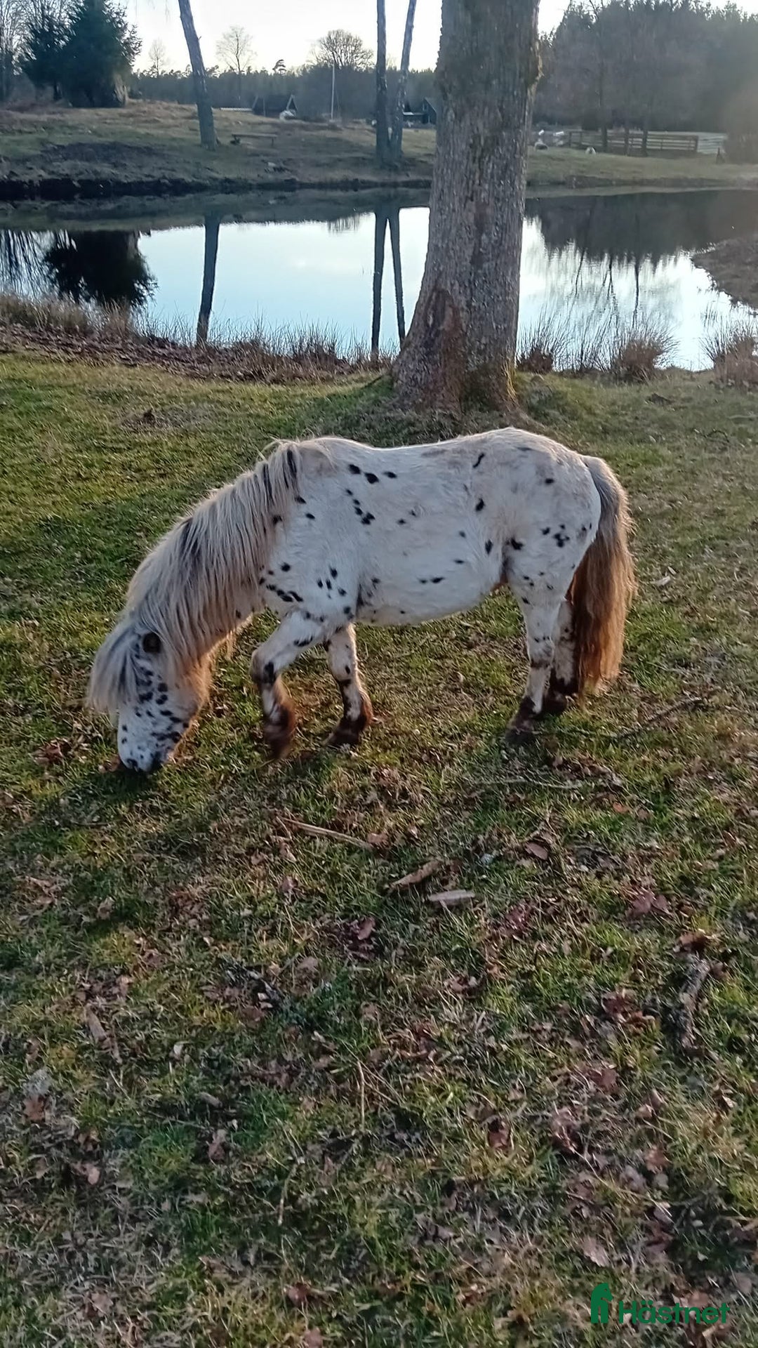 Avelshästar hästar till salu: Söt Hingst i Össjö - Annons 3