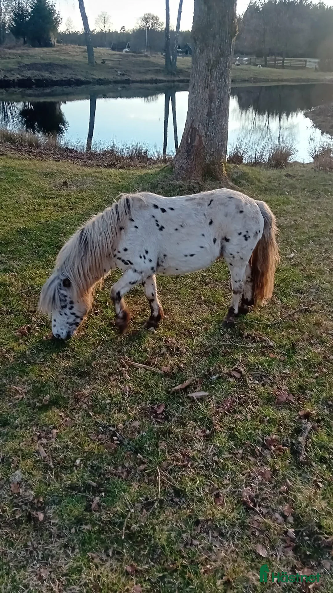 Avelshästar hästar till salu: Söt Hingst i Össjö - Annons 3