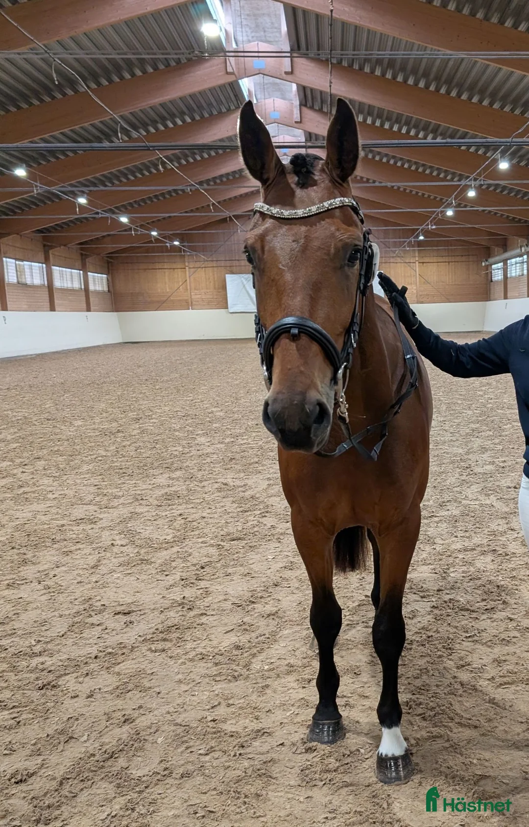 Hoppning hästar till salu: Perfekt första unghäst! - Annons 1