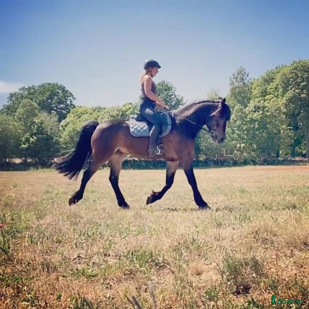 Allround hästar till salu: Kallblod söker fodervärd i Göteborg - Annons 4