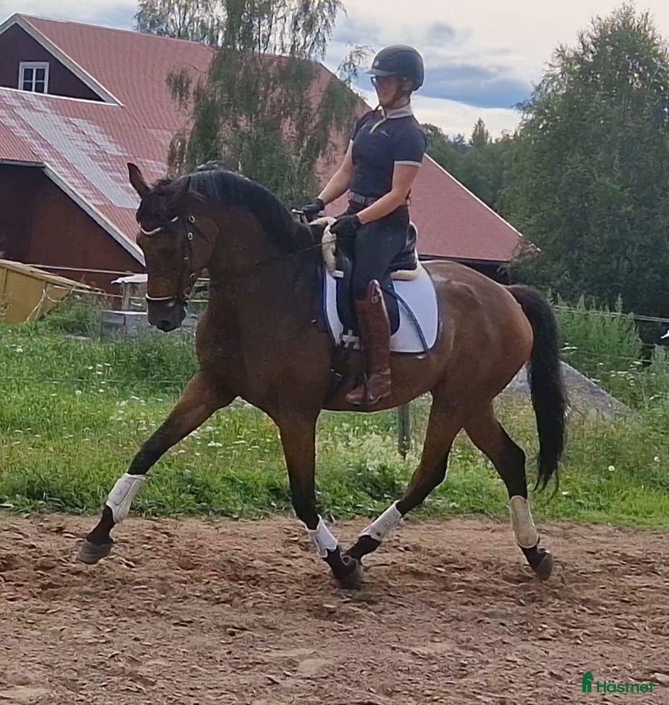  hästar Talangfull Dressyr valack - Annons 1