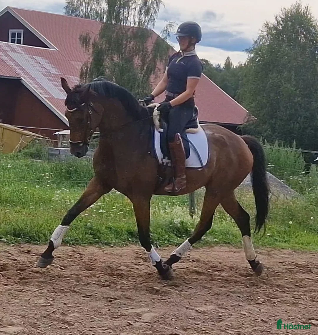 Dressyr hästar till salu: Talangfull Dressyr valack - Annons 1