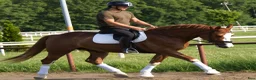 Allround hästar till salu: Top coloured dressage & driving Champion - Annons 15
