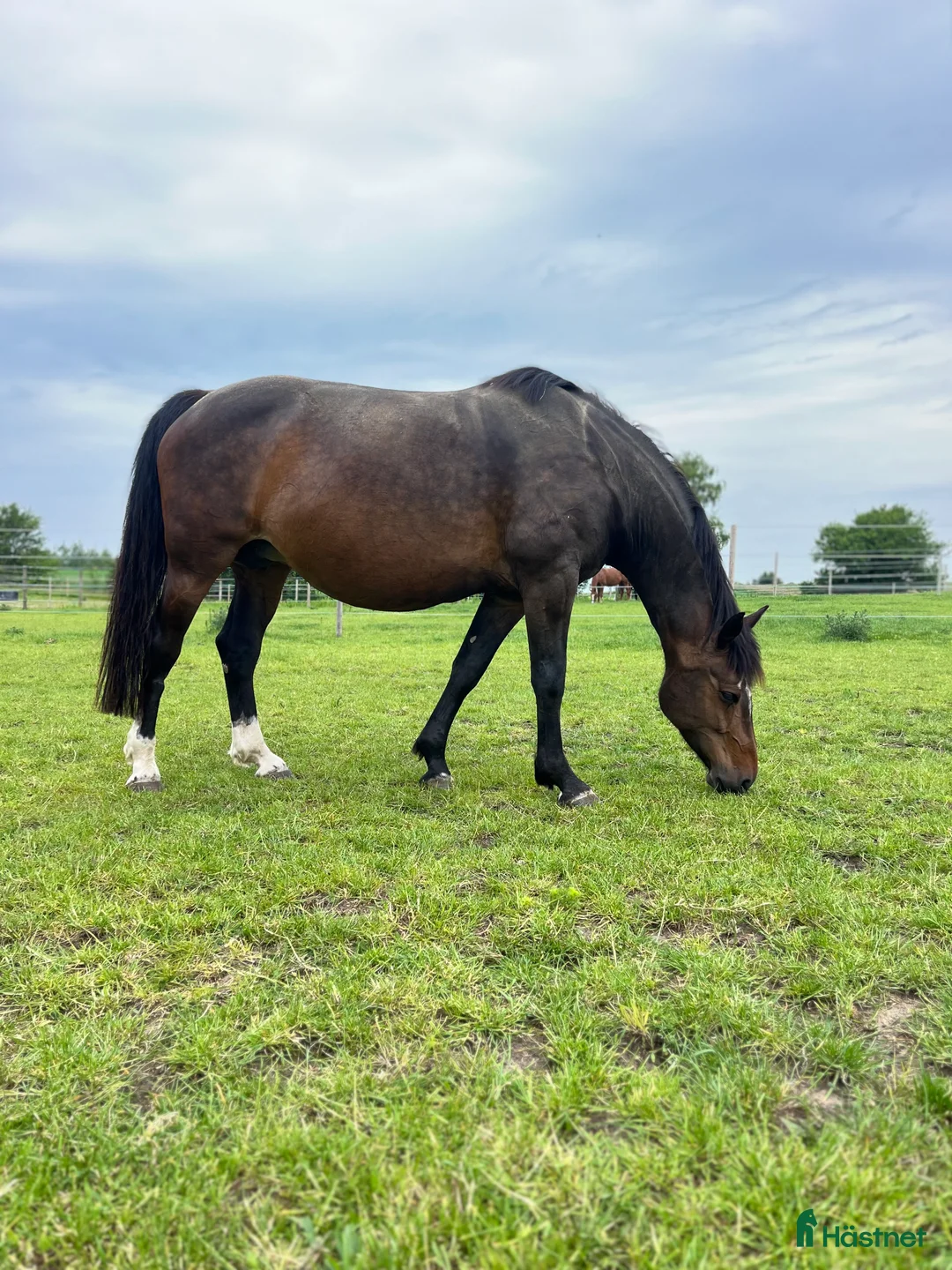 Avelshästar hästar till salu: Top avlshoppe sælges, hophest - Annons 10