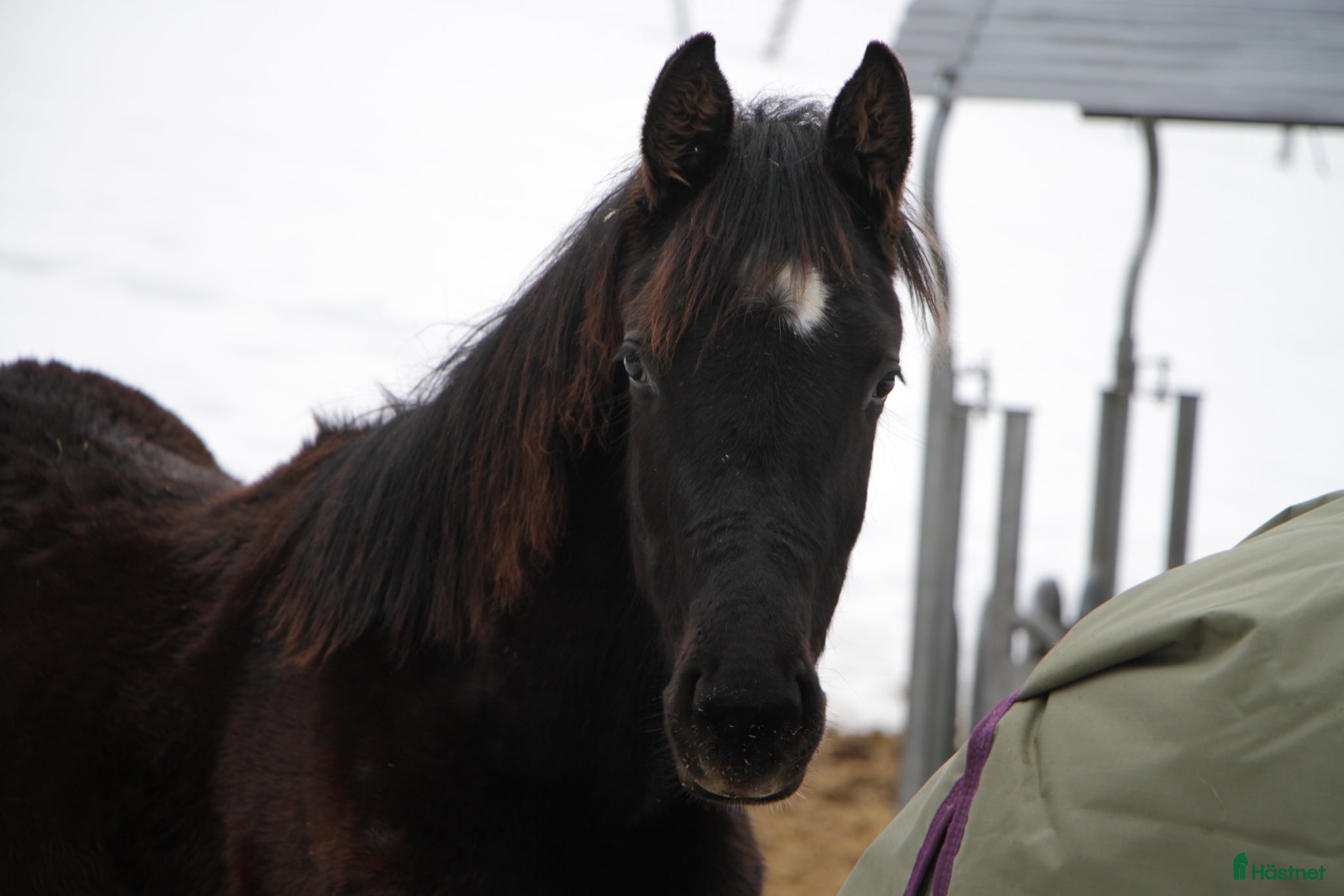  hästar Åringshoppe selges  - Annons 2