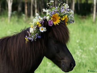medryttarhäst finnes: Medryttare till islandshästar sökes i Bålsta - Annons 16