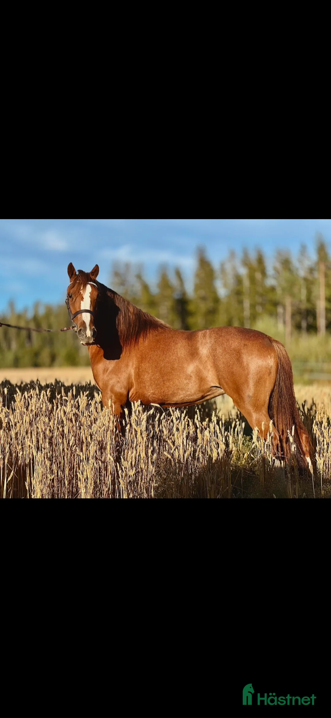 Hoppning hästar till salu: Världens finaste ponny✨ - Annons 2
