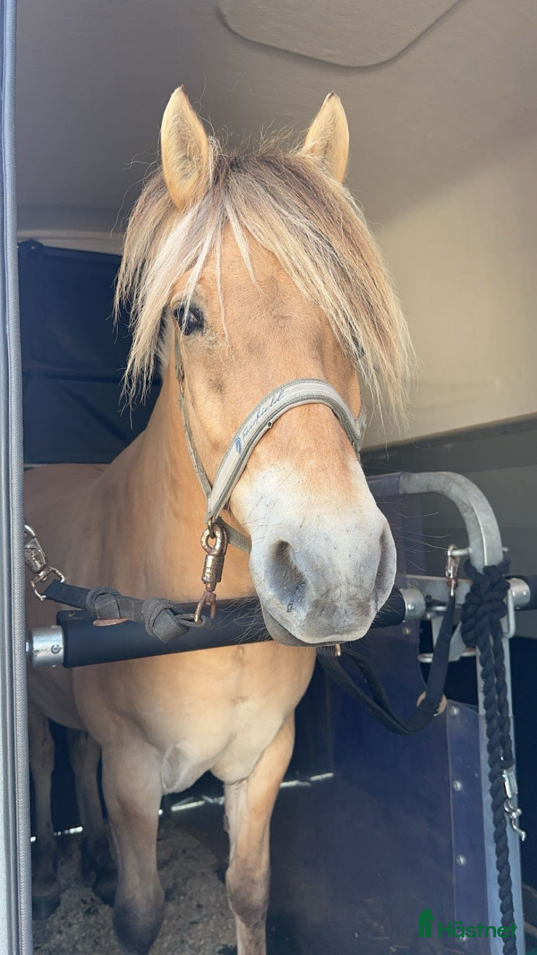 Allround hästar till salu: Underbar hobby/skogsmulle ⭐️ i Annelöv - Annons 4