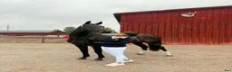 Dressyr hästar till salu: Trevlig unghäst för den som vill göra hela resan - Annons 3