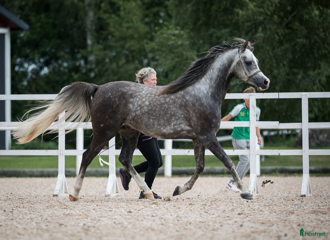 Allround hästar till salu: Trevlig arab valack!  i Alingsås - Annons 2