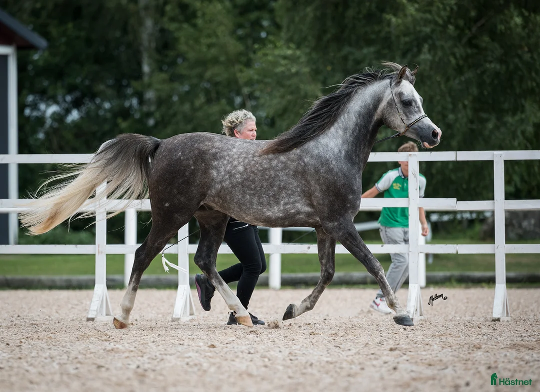 Allround hästar till salu: Trevlig arab valack!  i Alingsås - Annons 2