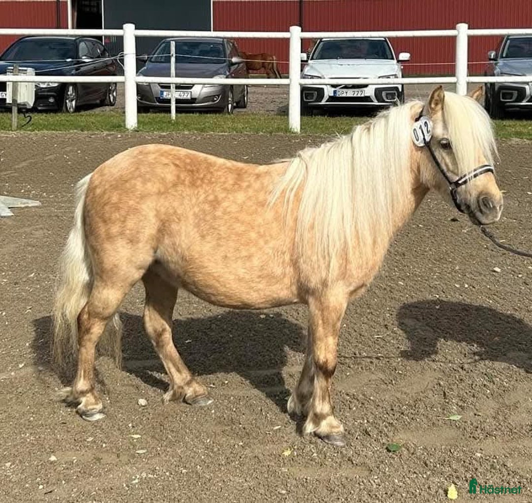 Allround hästar till salu: Isabellsto Avelsvärderad 39p. Riden  i Strömsholm - Annons 2