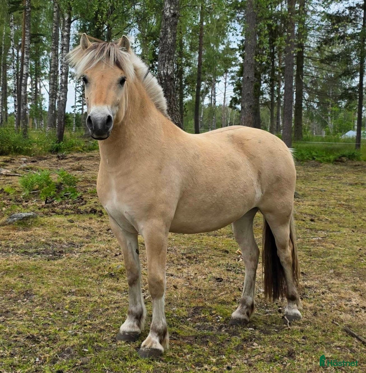 Allround hästar till salu: Intressekoll på härlig fjordvalack - Annons 1